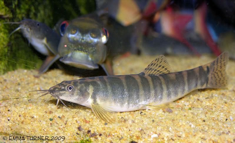 Nemacheilus selangoricus (?) Loaches Online Forum